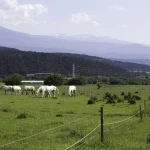 How to Get to Bansko: Your Complete Transport Guide from Sofia Airport