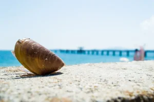 Best Time to Visit Burgas, Bulgaria: A Seasonal Breakdown for Travelers