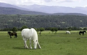 Tryavna: Uncovering Bulgaria’s Hidden Artistic Gem in the Balkan Mountains