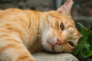 When is the Best Time to Visit Plovdiv? Seasonal Guide &amp; Events